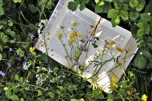 reading  plant  nature