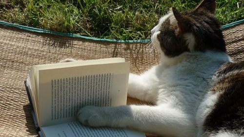 reading book cat