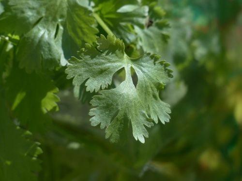 real coriander coriander kitchen herb