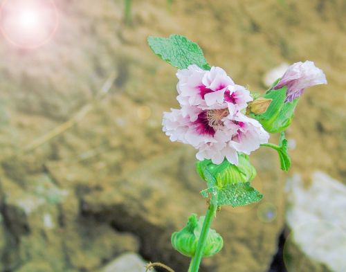 realism photography wild flowers