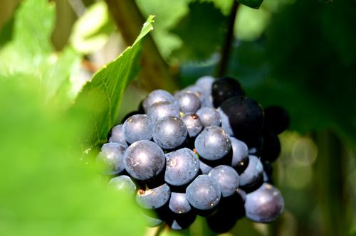 rebstock grapes henkel