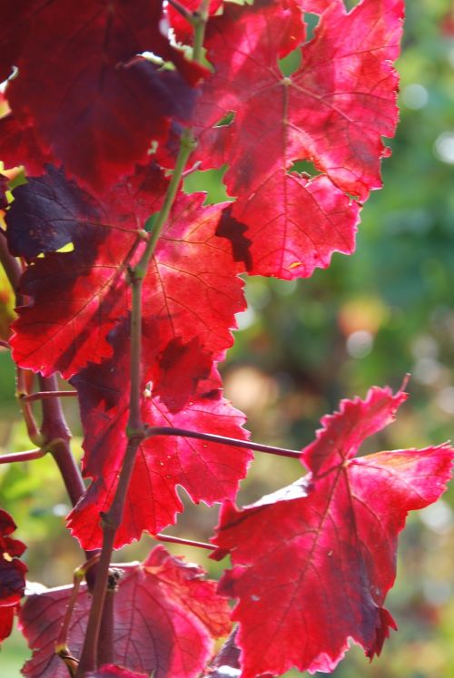 rebstock wine vine leaves