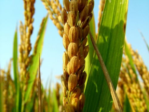 receipt rice harvest