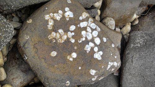 recife stones shells