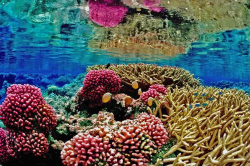 recife coral reef mar