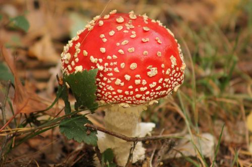 red mushrooms red mushroom