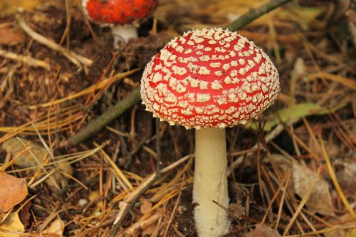 red mushroom flower