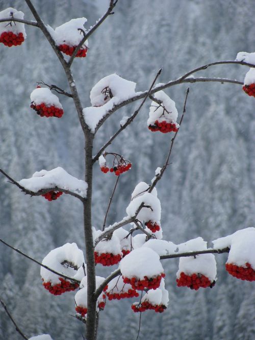 red berries snow