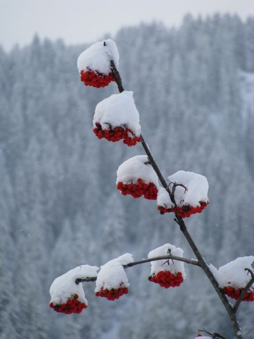 red berries snow