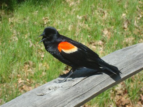 red winged black