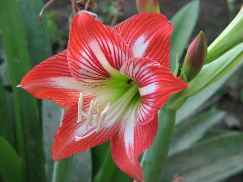 red flowers flower