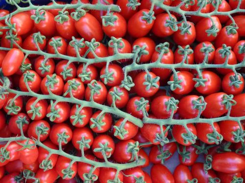 red tomatoes on the vine