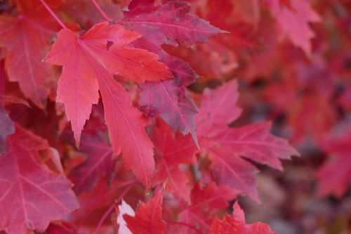 red fall leaves