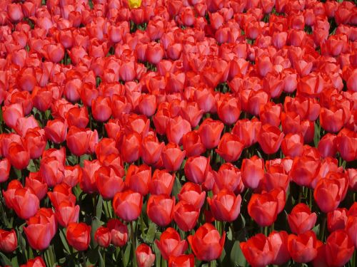 red tulip yokosuka