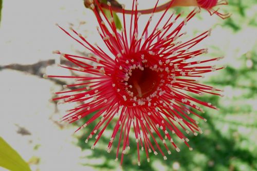 red flower australia