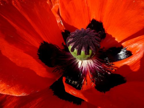 red poppy summer