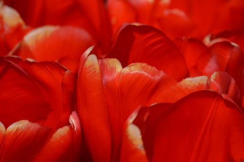red pink tulips