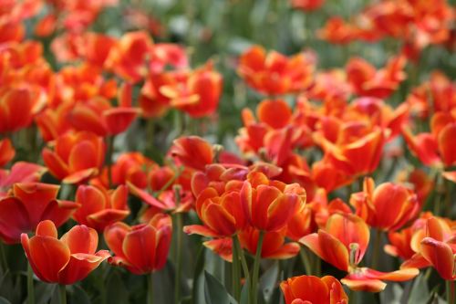 red tulip flowers