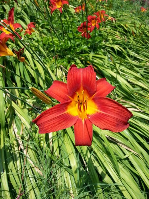 red green flower