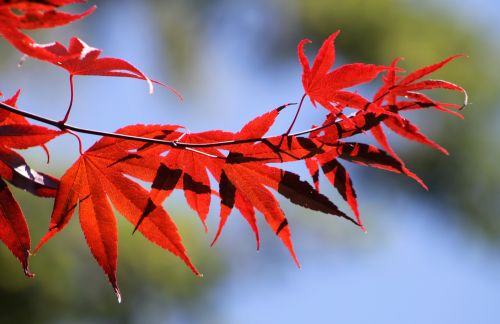 red leaves fall