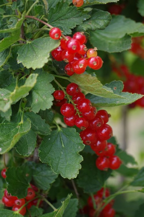 red currant fruit