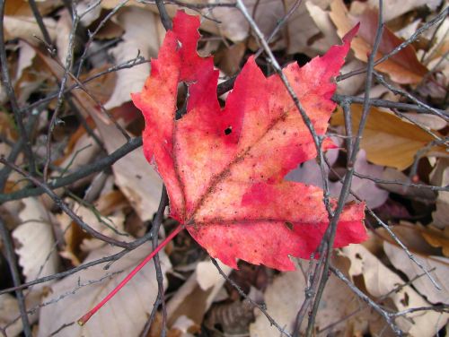 red leaf autumn