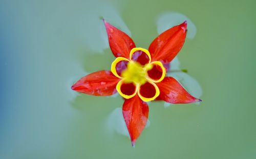 red flower red flower