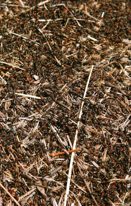 red forest ants anthill