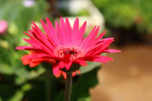 red flower nature