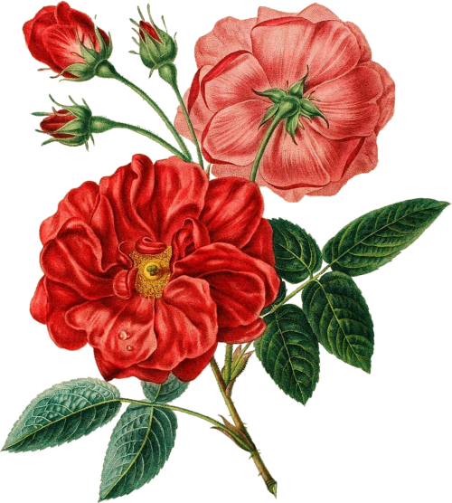 red rose vintage