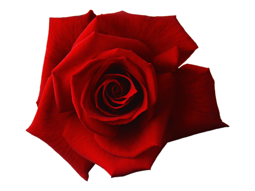 red rose flower