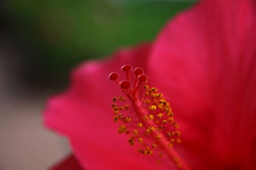 red blossom bloom