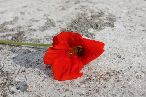 red flower red flower