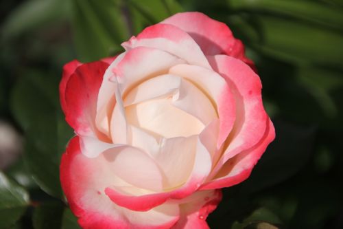 rose flower pink and white