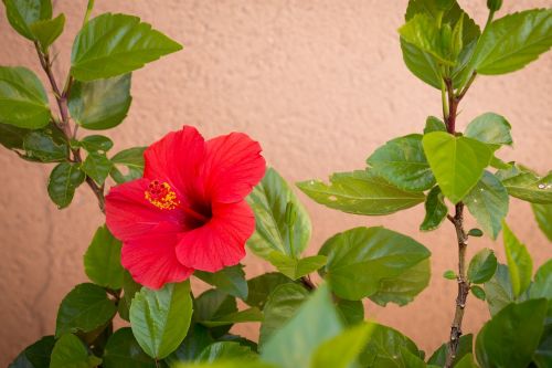 red hibiscus plant