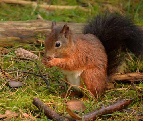squirrel red formby