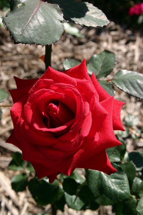 red rose flower