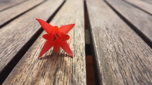 red orange flower