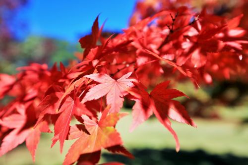 red leaves autumn