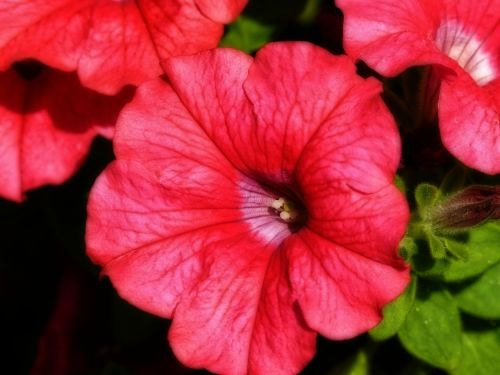 red petunia close-up
