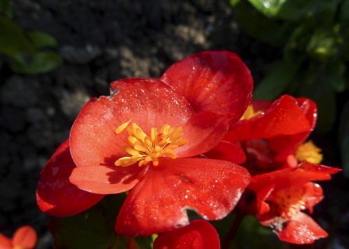 red flower nature