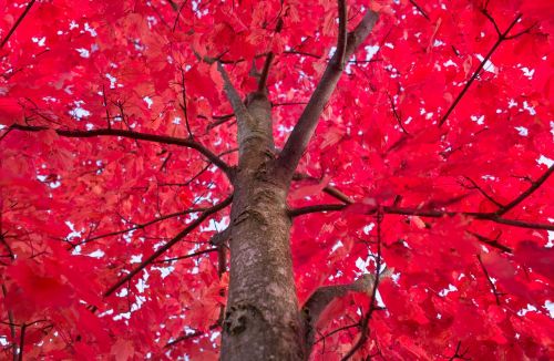 red tree maple