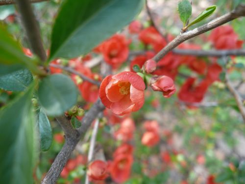 red flower spring