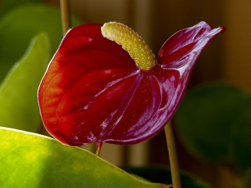 red calla flower