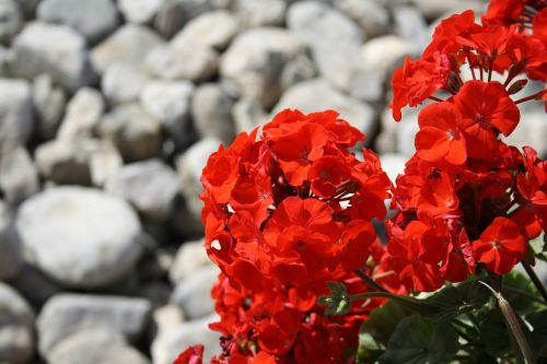 red flower stones