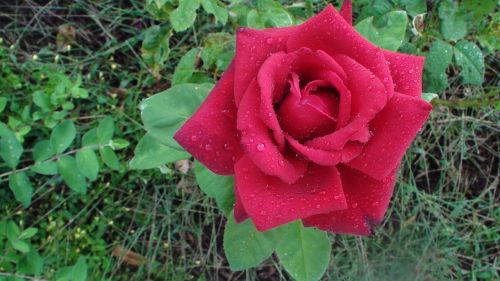 red rose raindrops