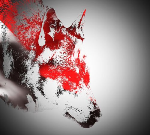 red black wolf
