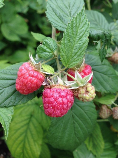 red green raspberry