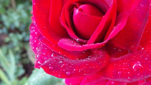 red rose dew