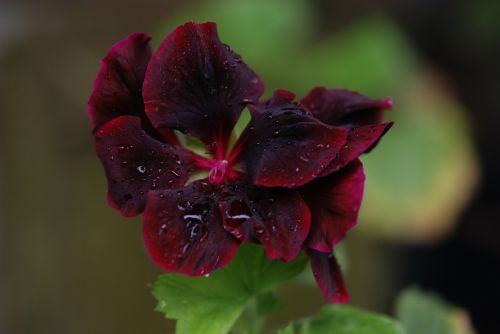 red rose flower